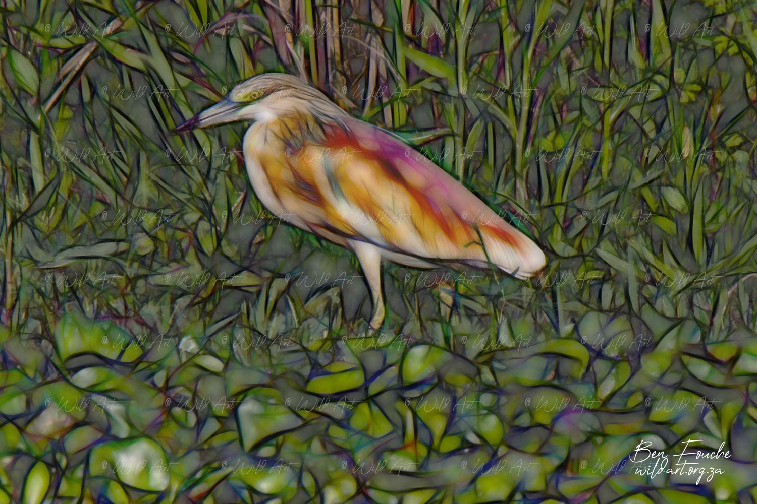  Squacco Heron_1