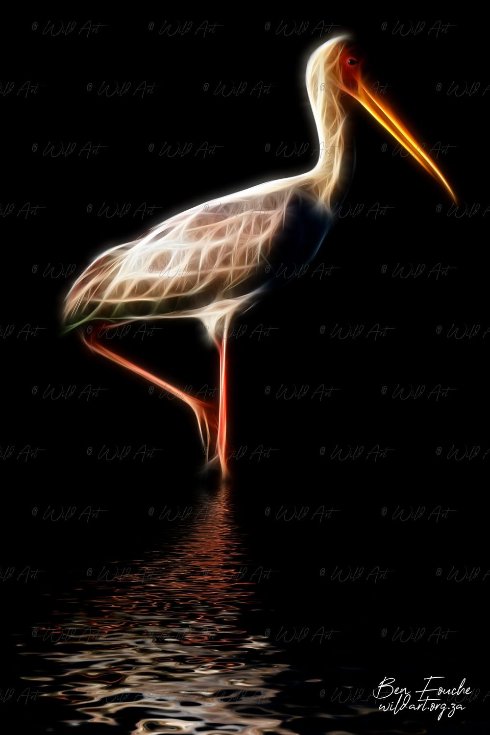 Yellow-billed Stork_1