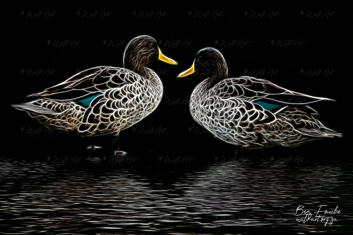 Yellow-billed Ducks_1