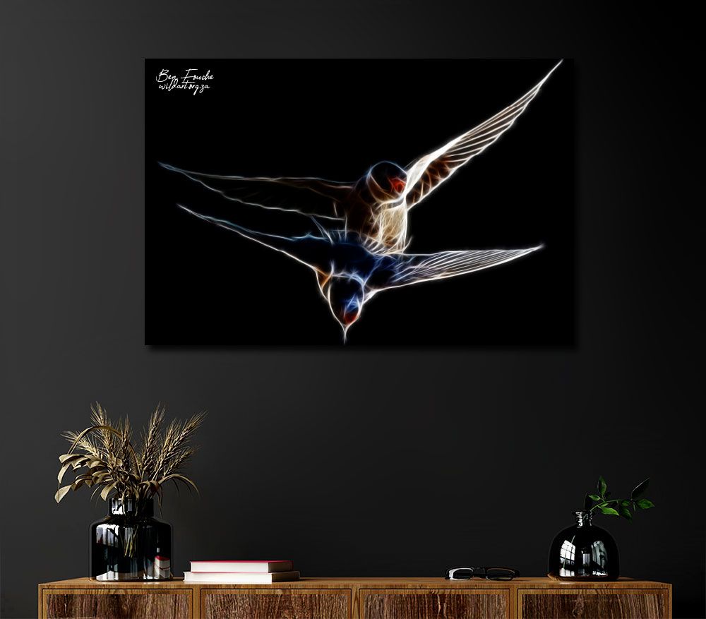 White-throated Swallows_0