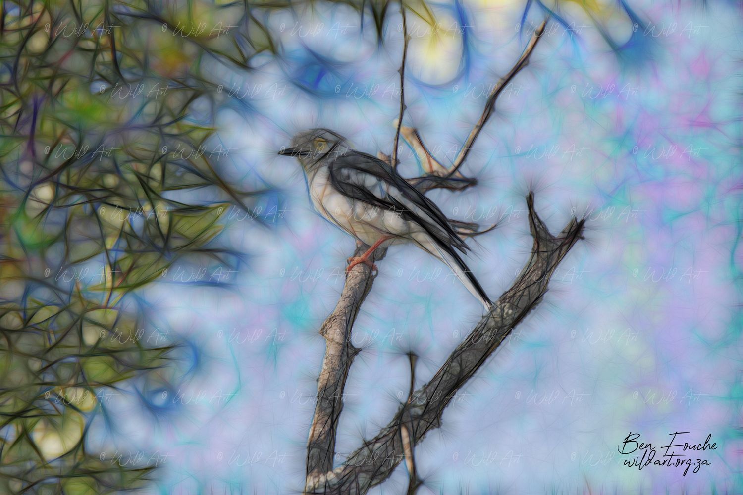 White-crested Helmetshrike_1