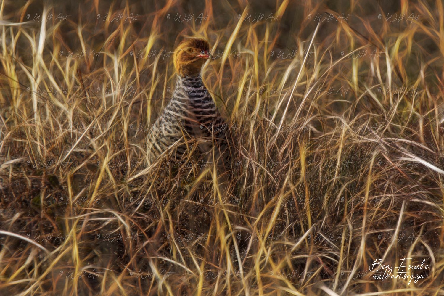 Coqui Francolin_1