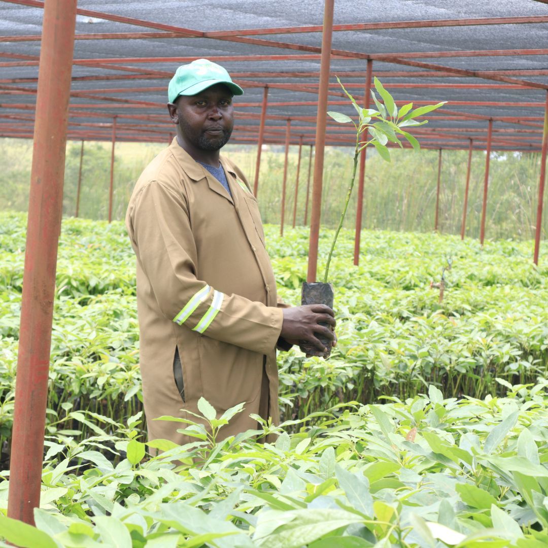 Hass Avocado Seedlings_0