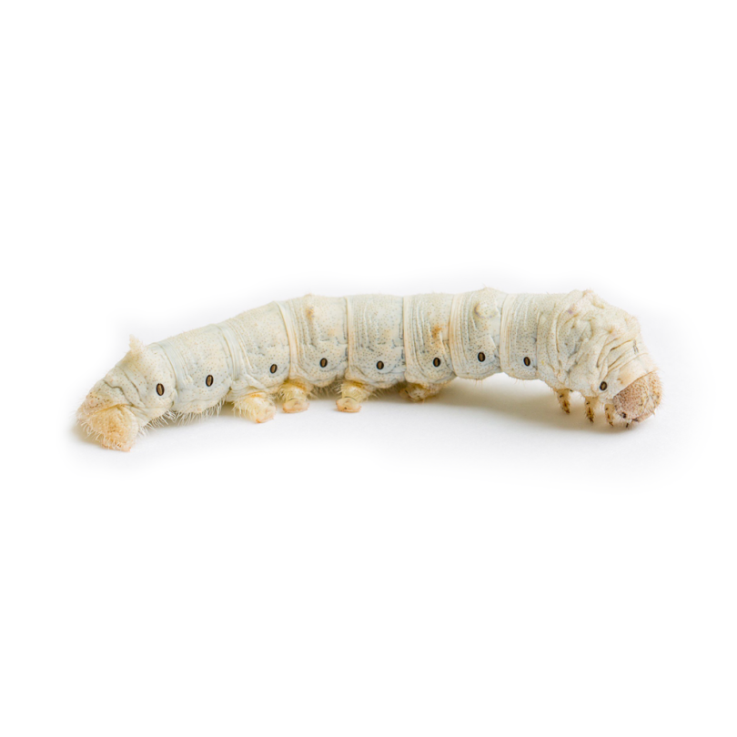 Medium Silkworms_0