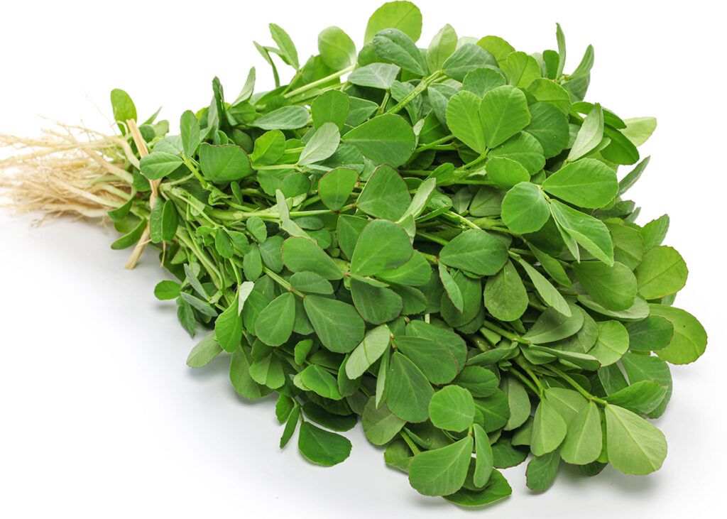 FENUGREEK_0