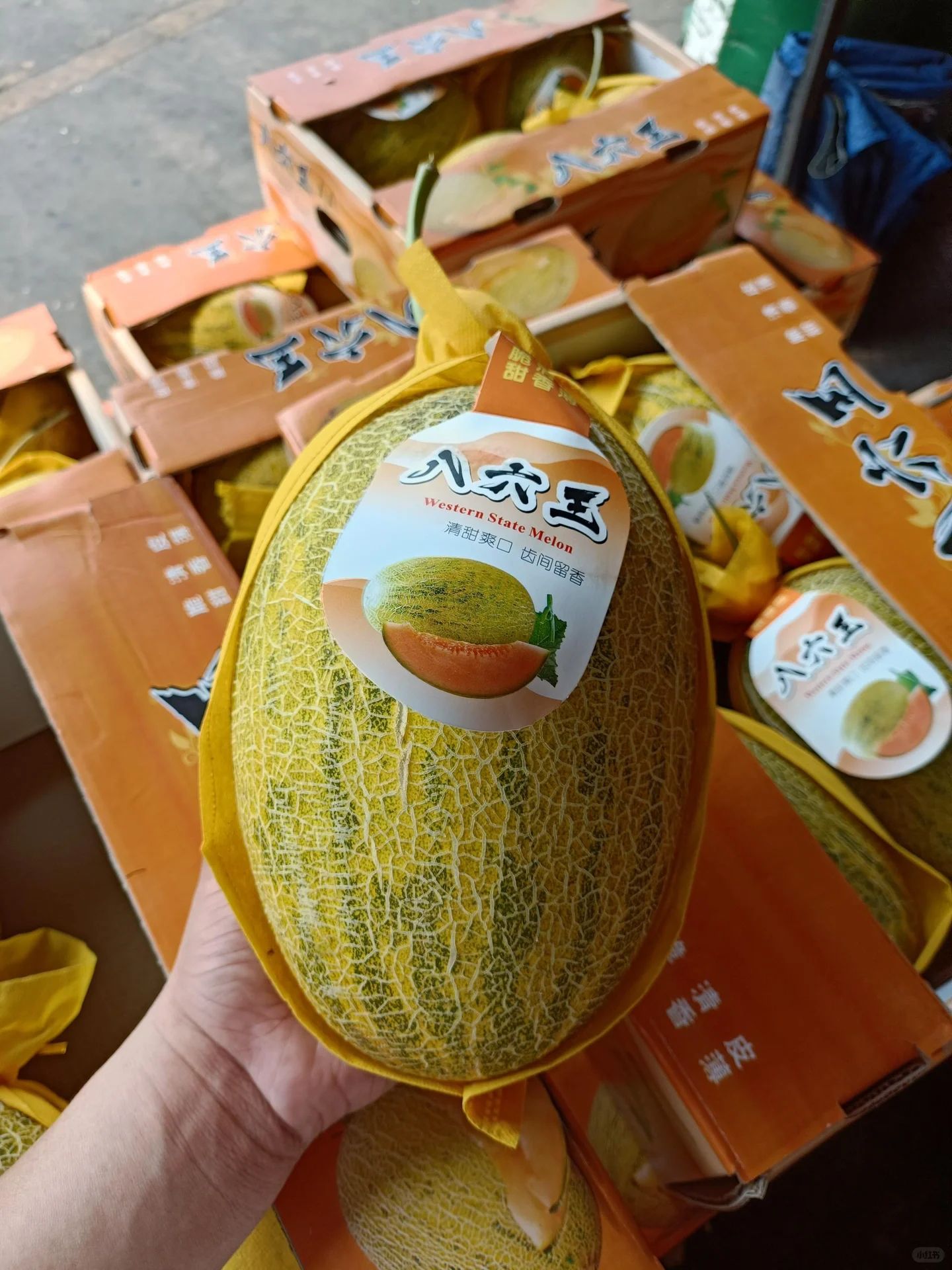 HAMI MELON 八六王哈密瓜_2