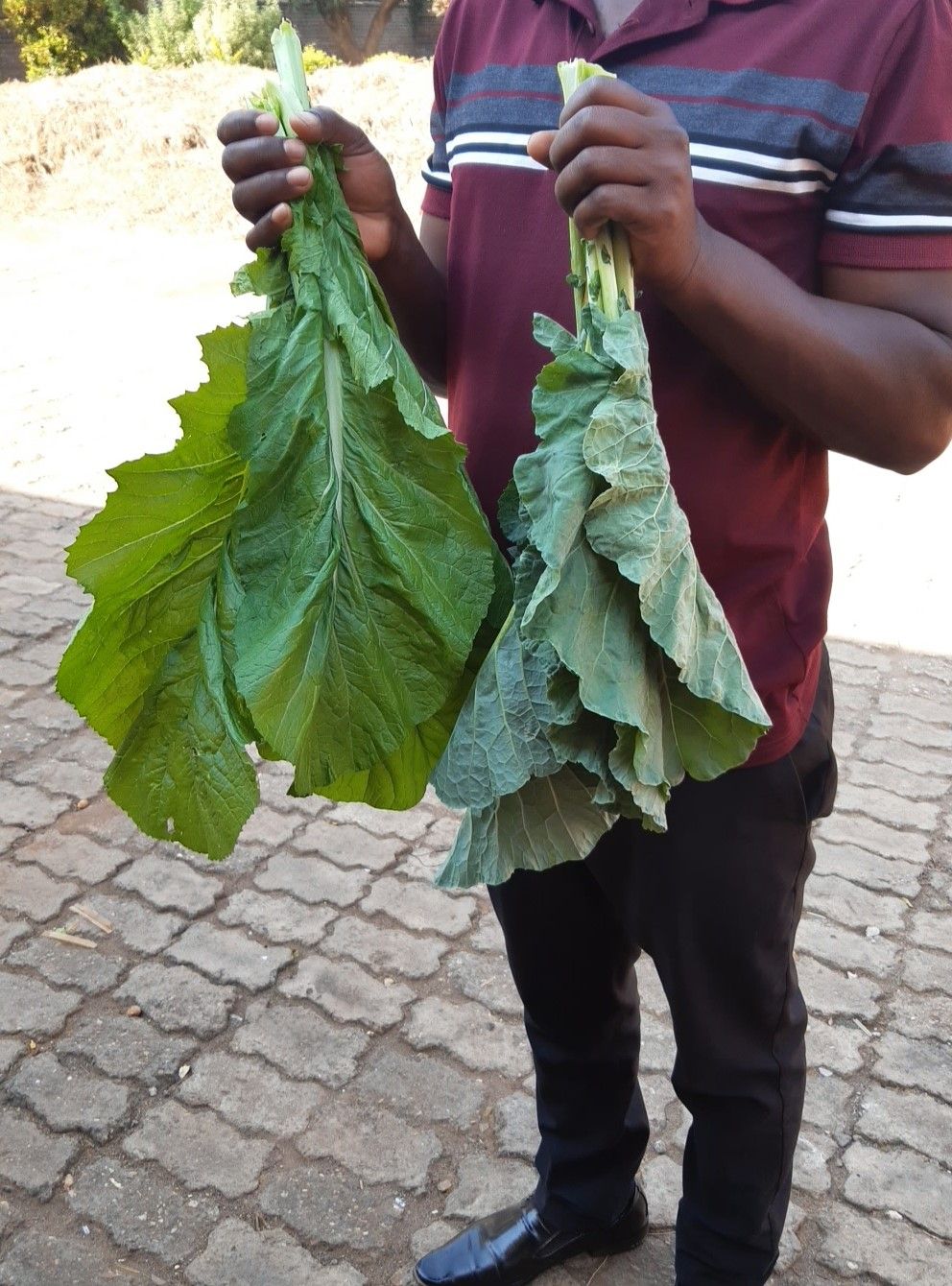 Mpiru_0
