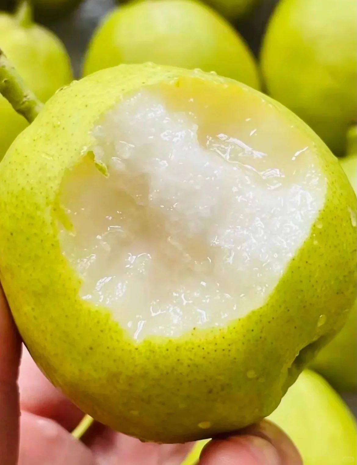 Bergamot Pear 玉露香梨_2