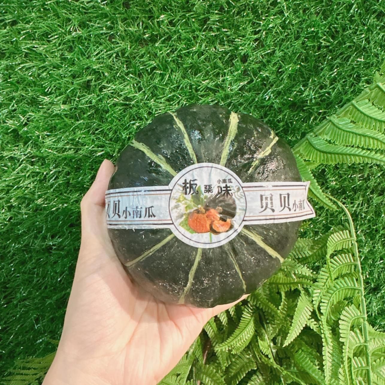 Baby Pumpkin 6pcs贝贝南瓜6粒_1
