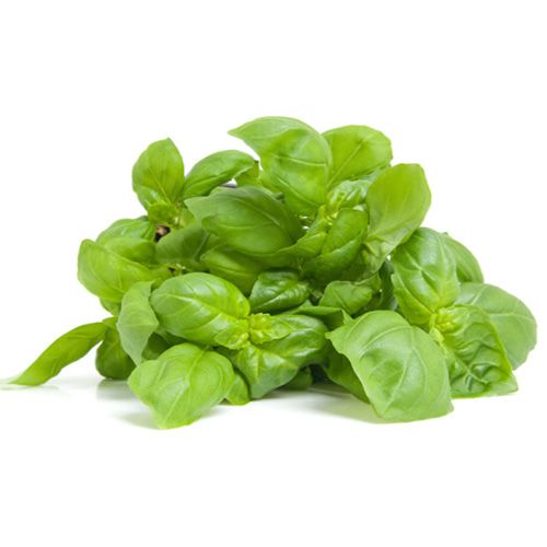 Fresh Basil 20g_0