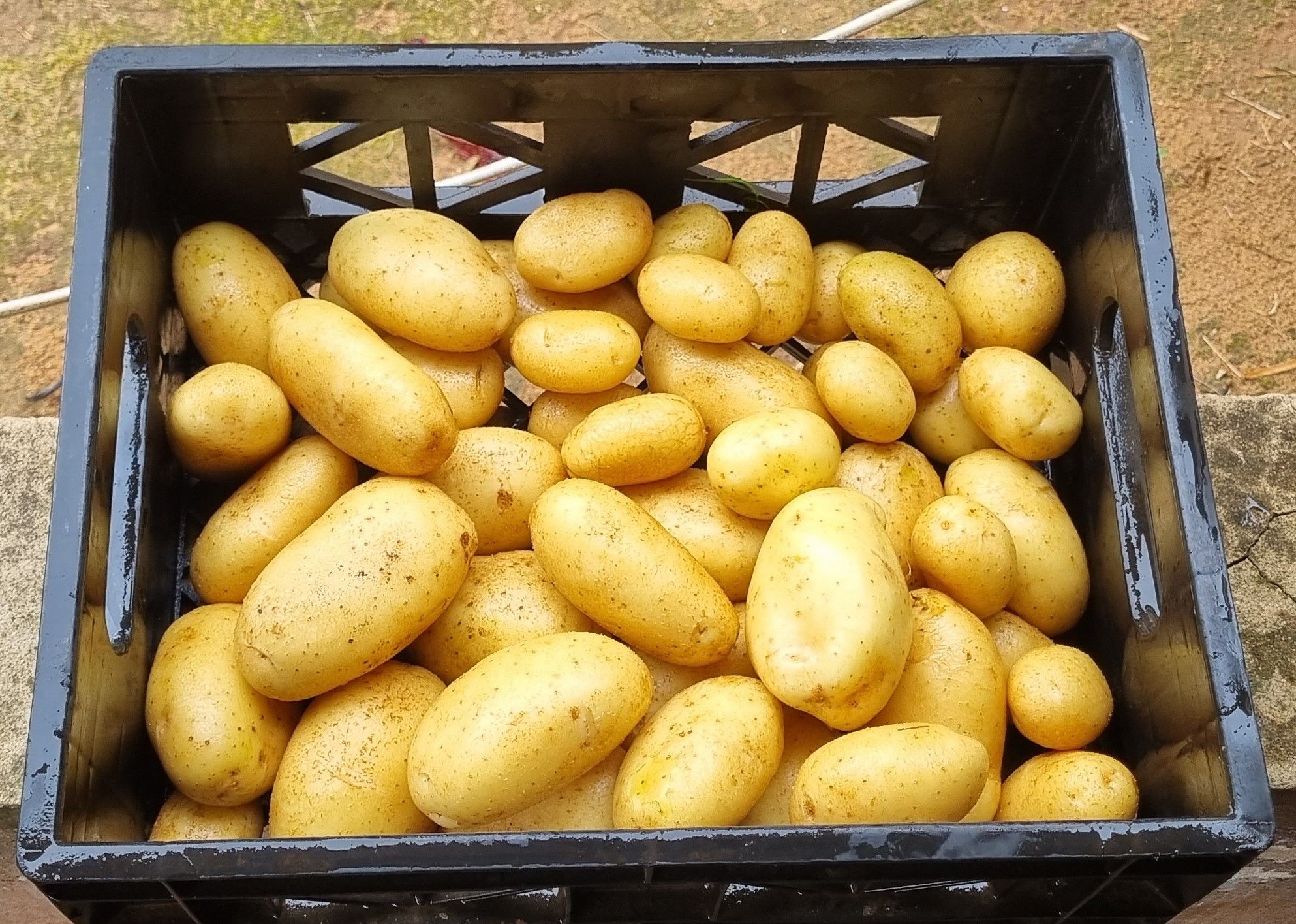 7kg Potatoes_0