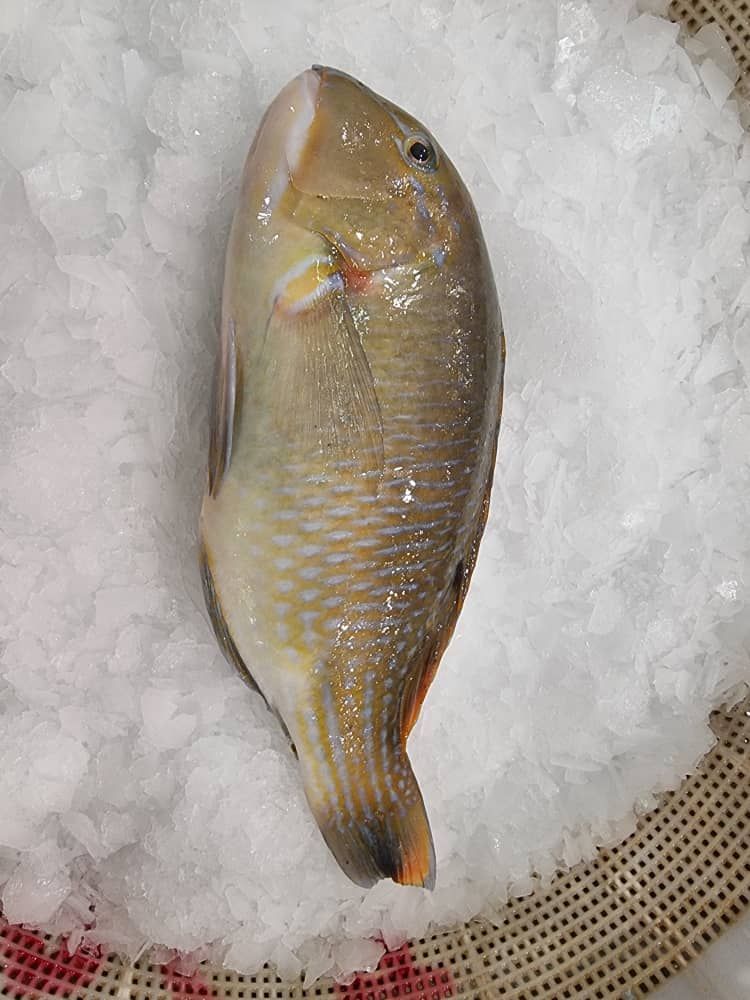  鹦哥鱼 Parrotfish_1