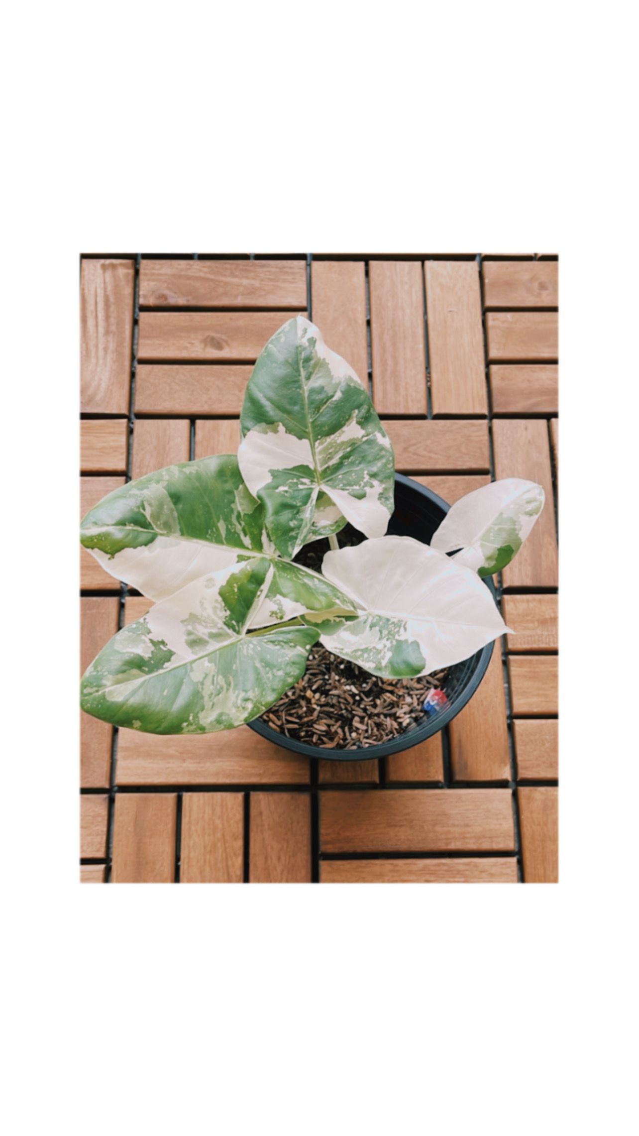 Alocasia Macrorrhiza Variegata_0