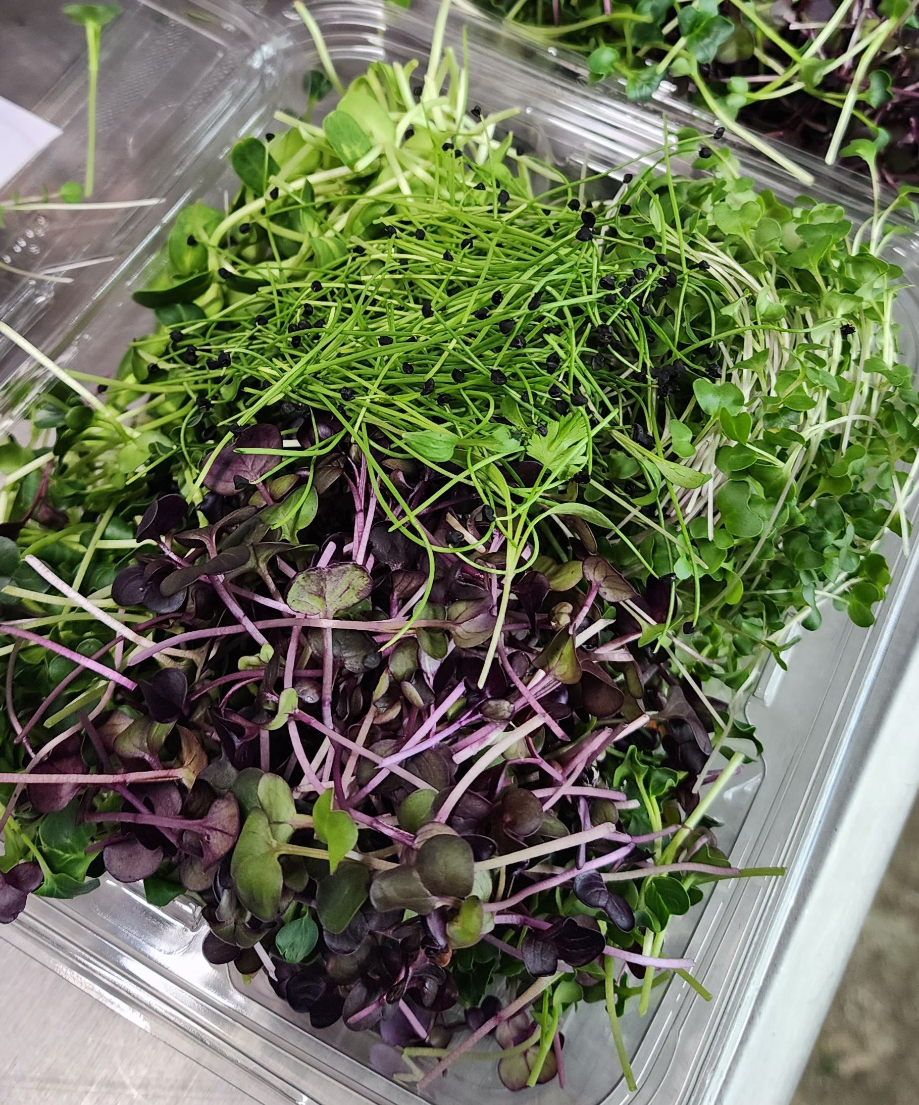 Garnish Mix (Microgreen Mix)_1