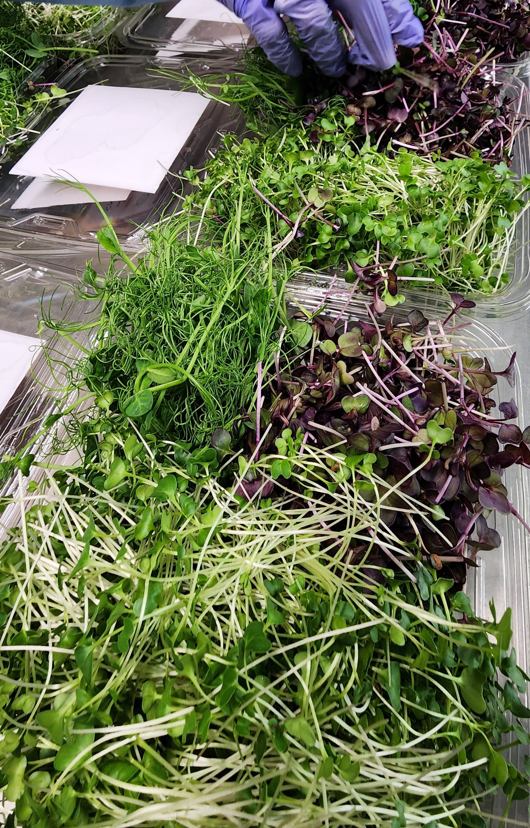 Garnish Mix (Microgreen Mix)_4