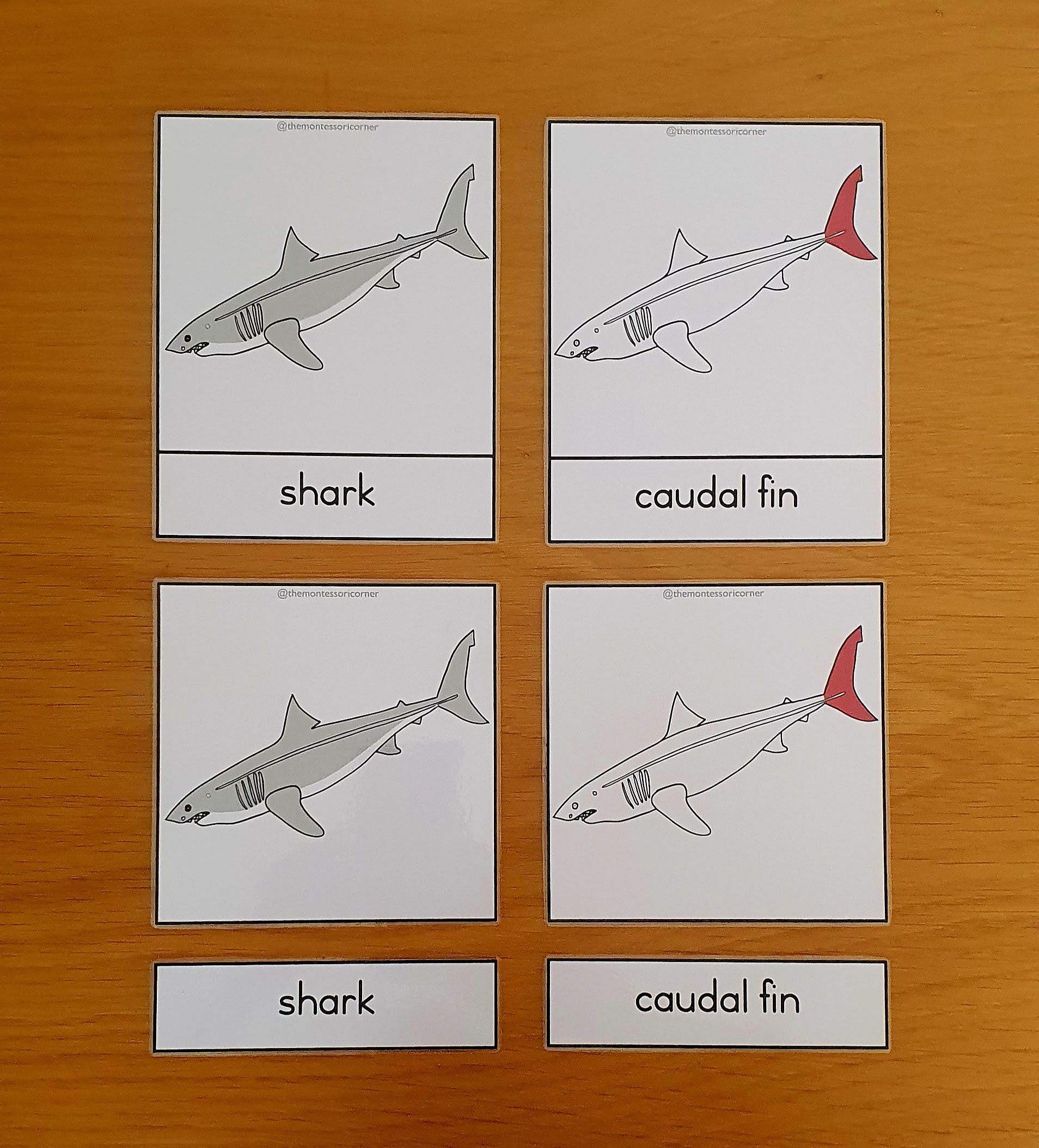 Nomenclature - shark_0