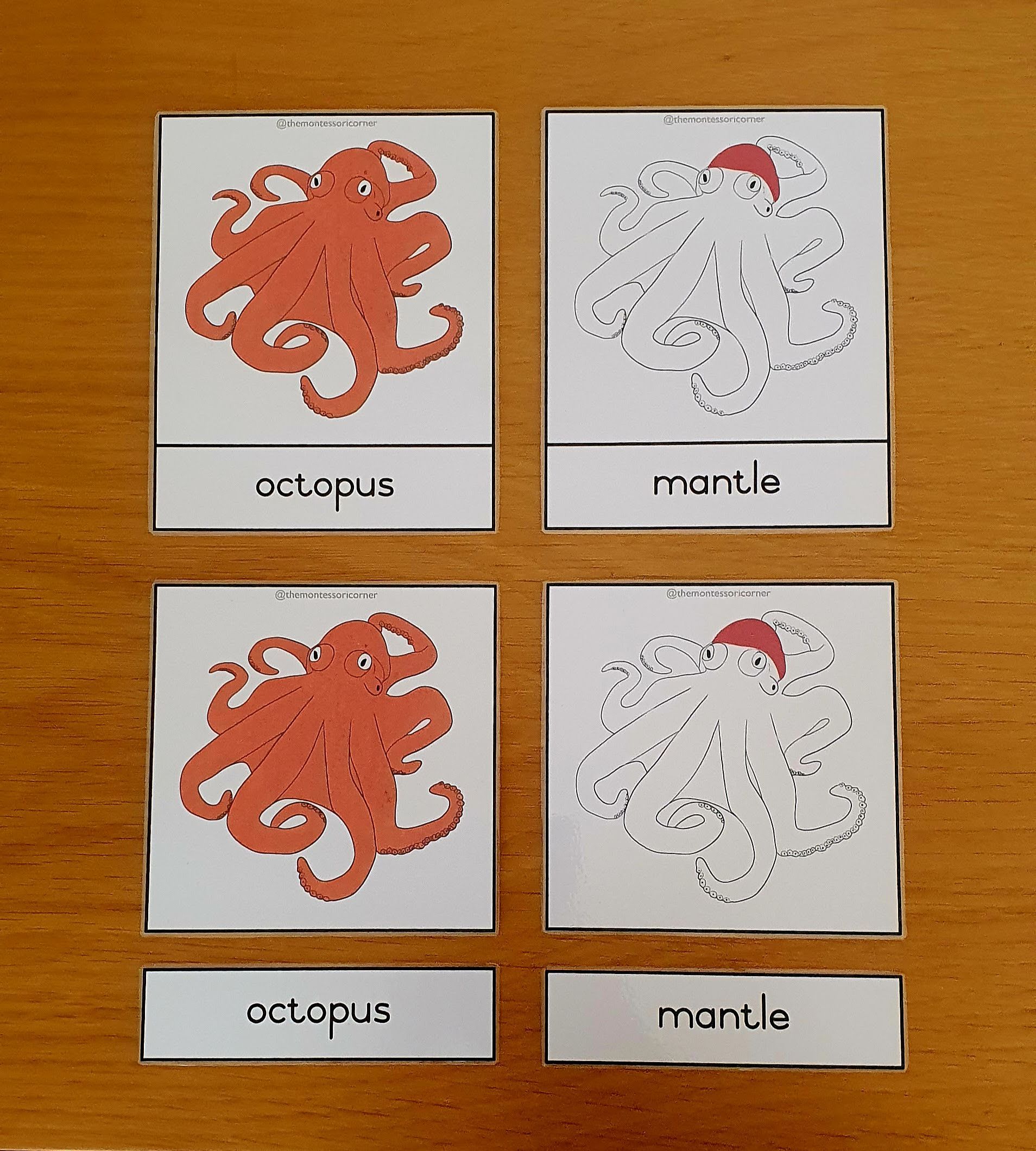 Nomenclature - octopus_0