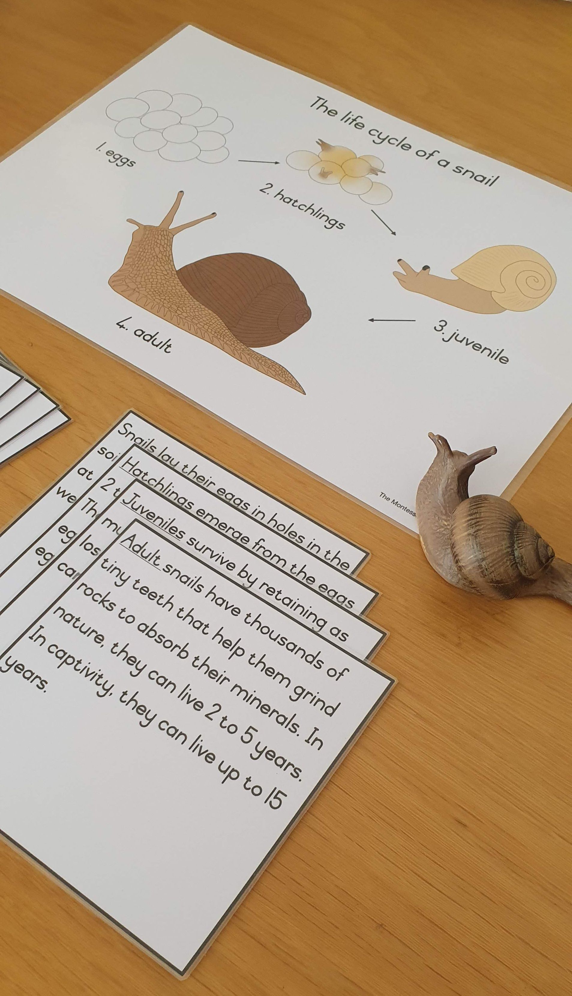 Life cycle cards - snail_1