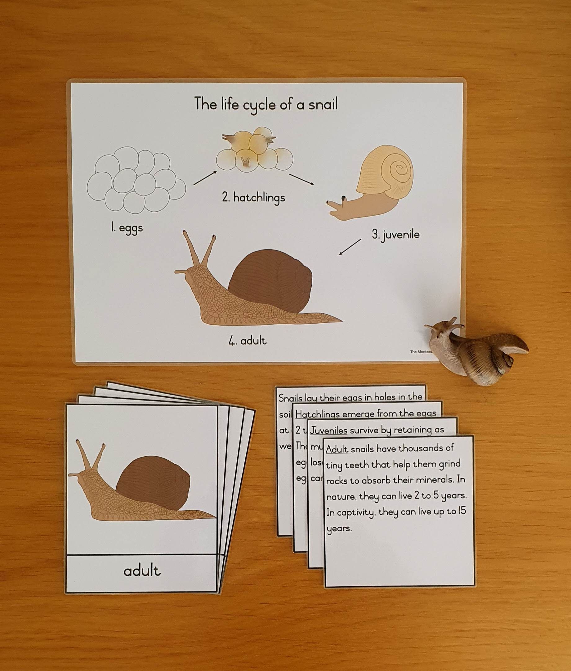 Life cycle cards - snail_0