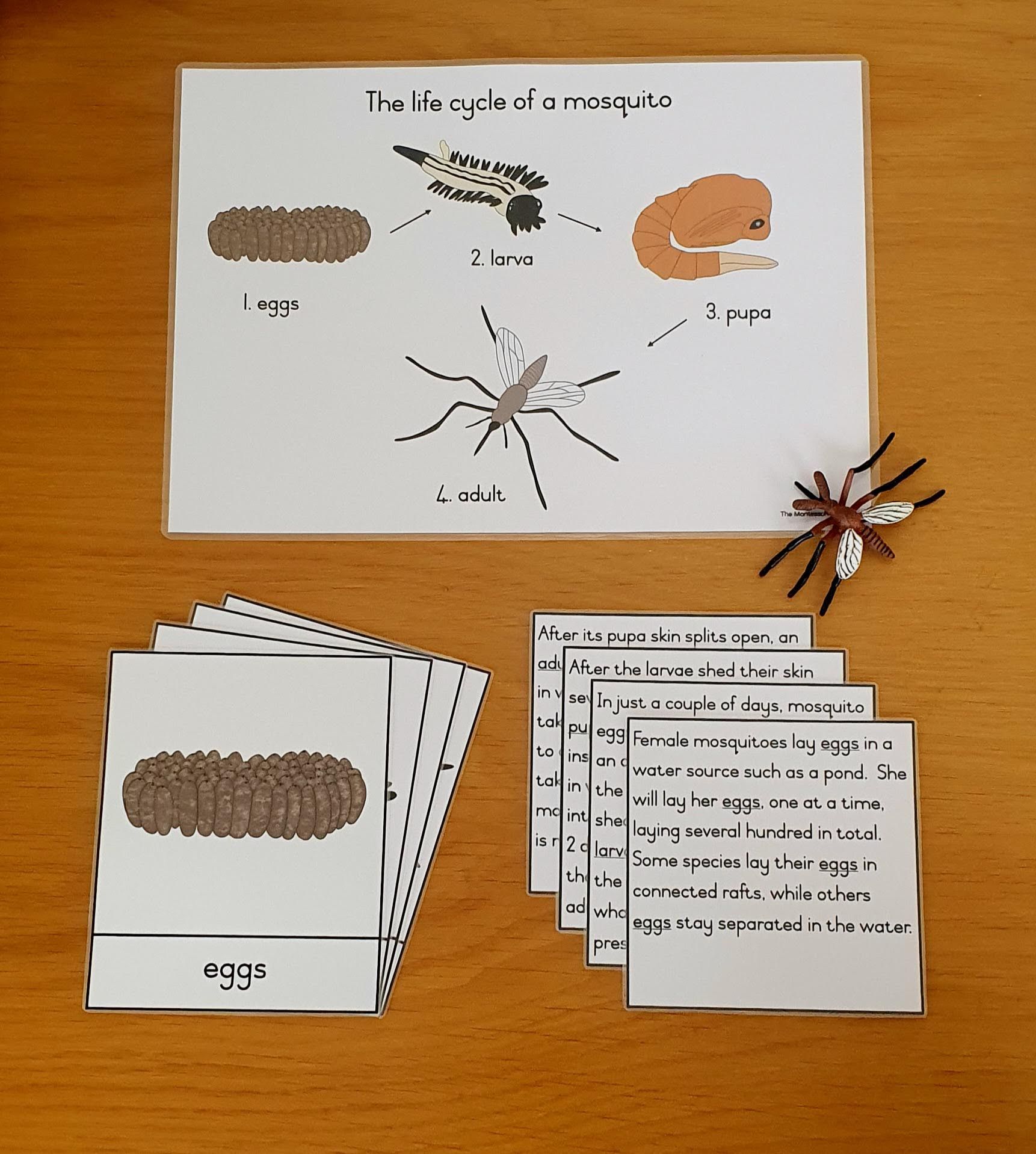 Life cycle cards - mosquito_0