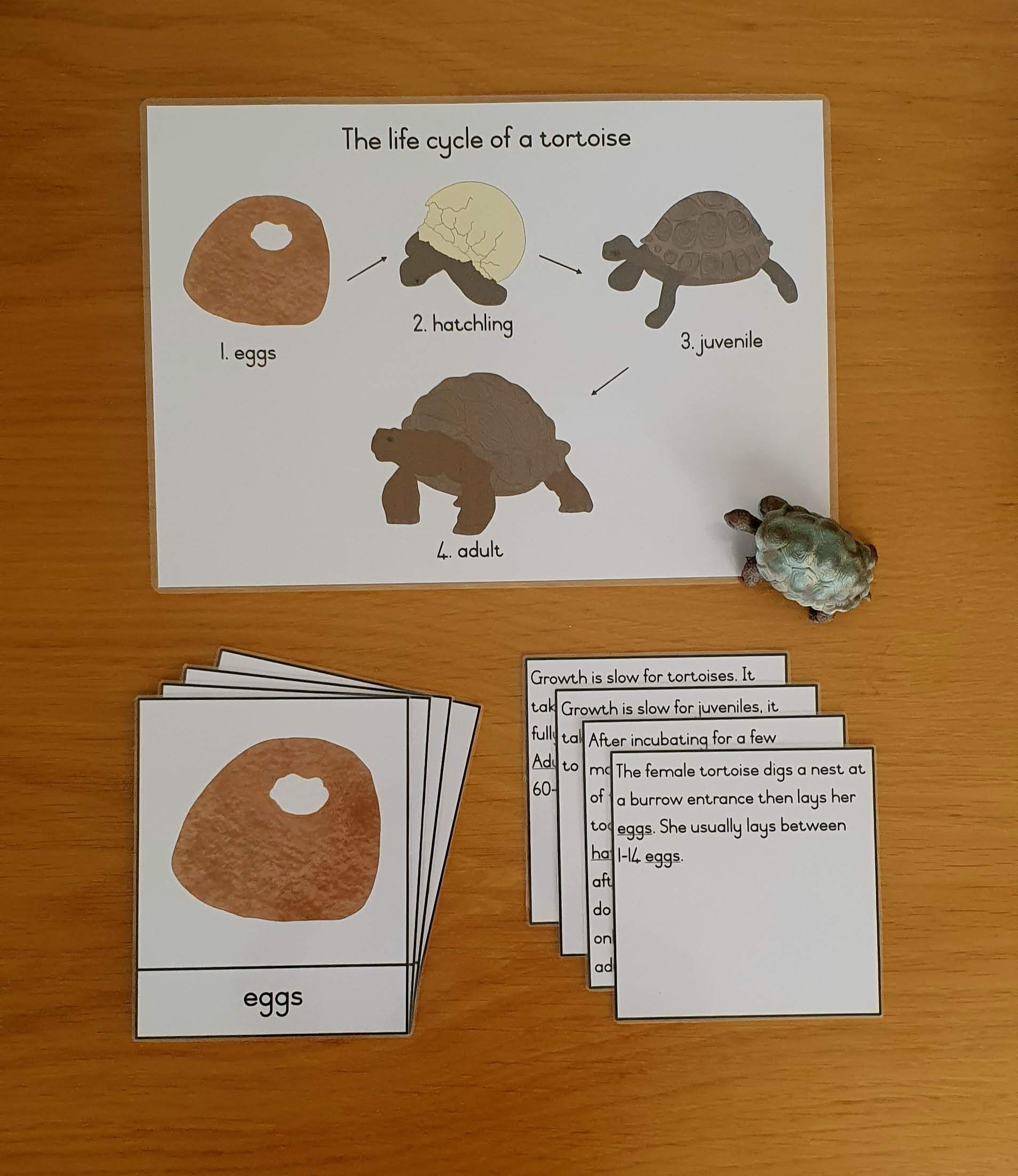 Life cycle cards - tortoise _0