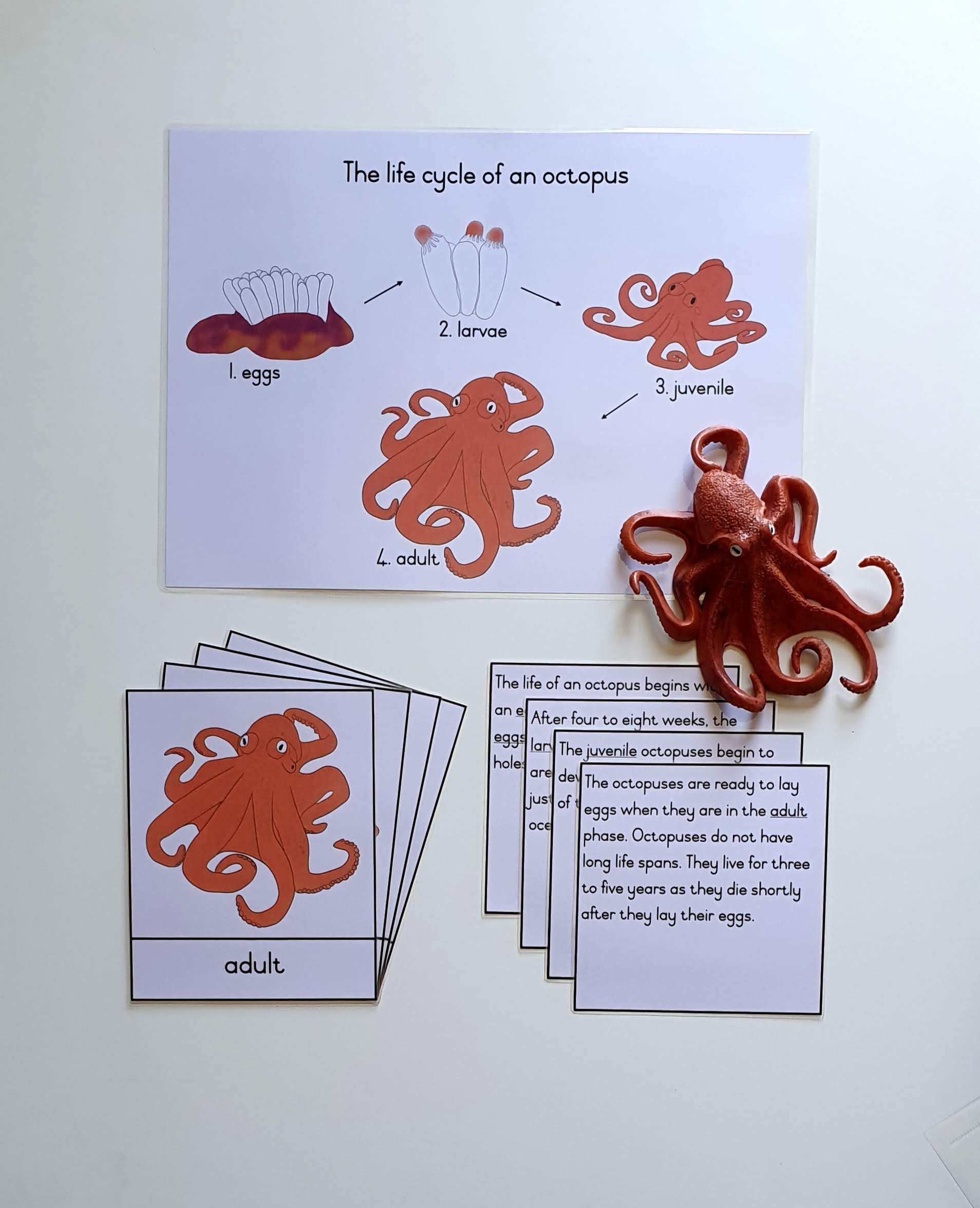 Life cycle cards - octopus_0