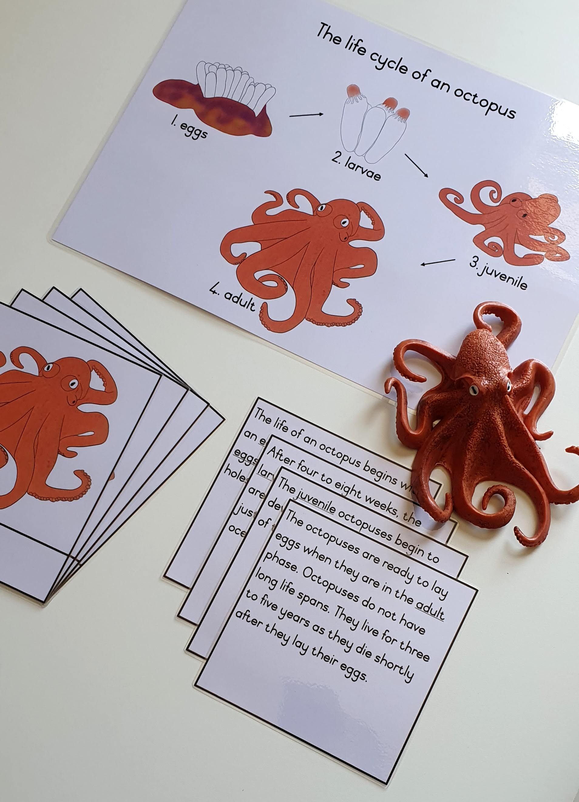 Life cycle cards - octopus_1