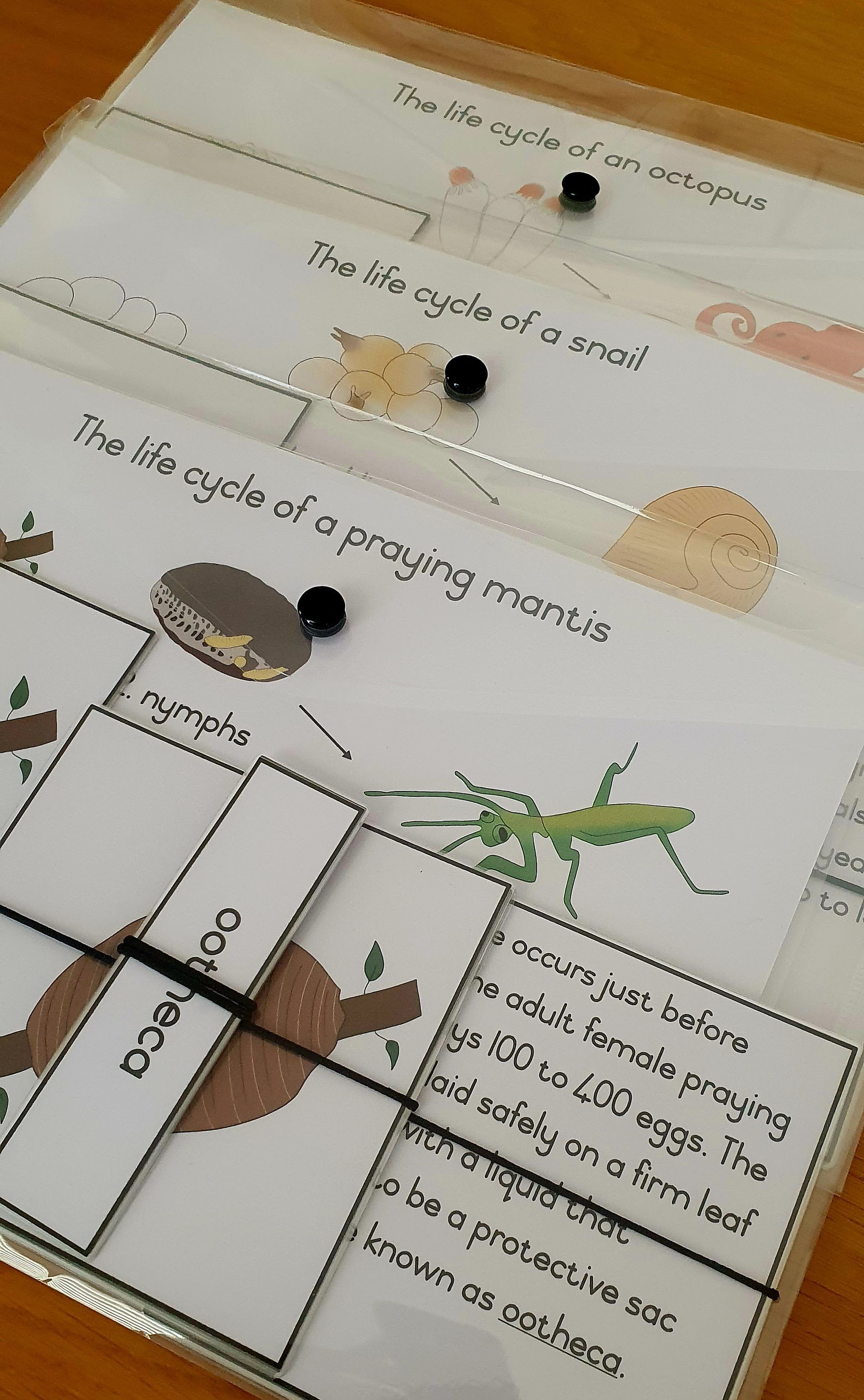 Life cycle cards - praying mantis_1