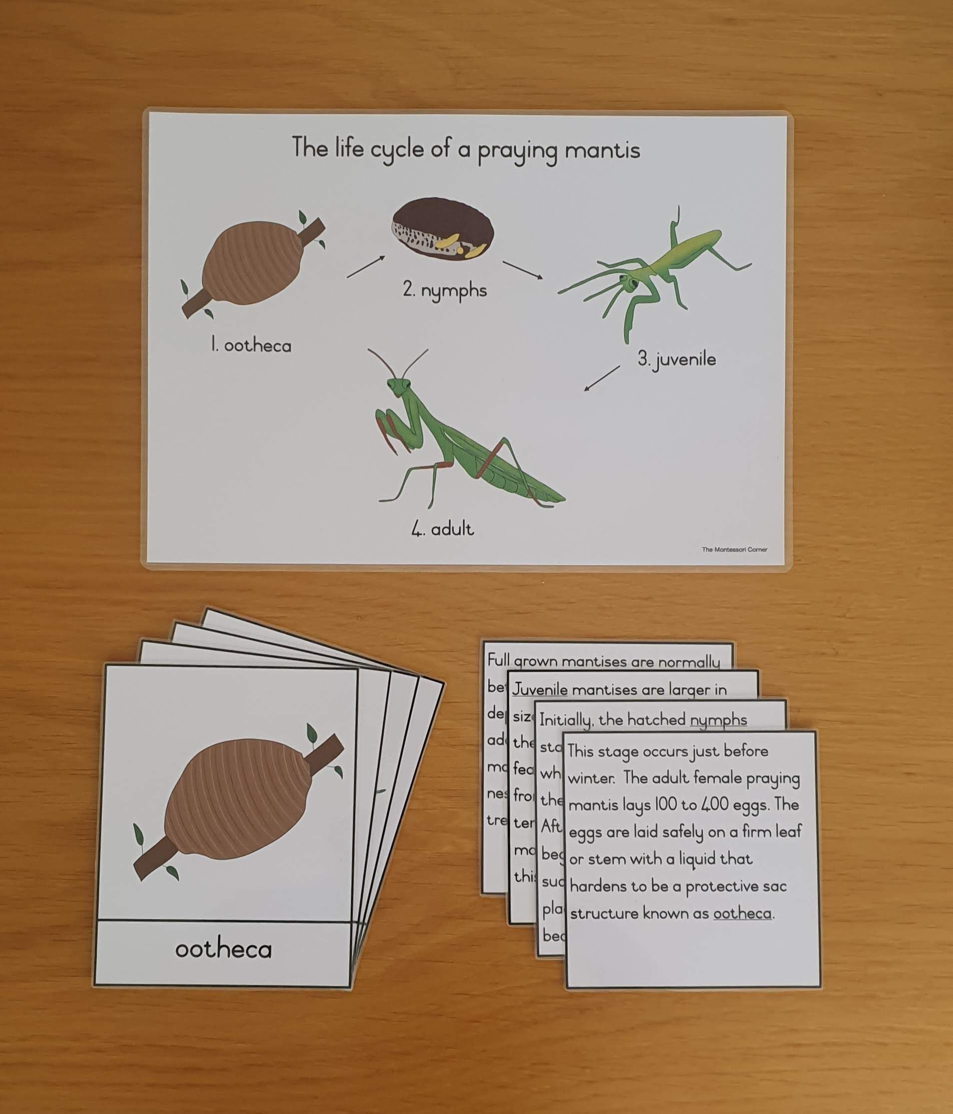 Life cycle cards - praying mantis_0