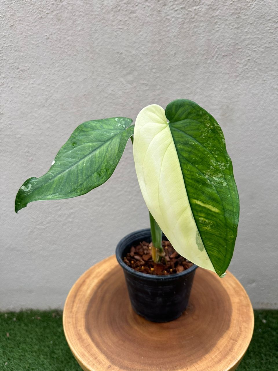 Syngonium Chiapense_0