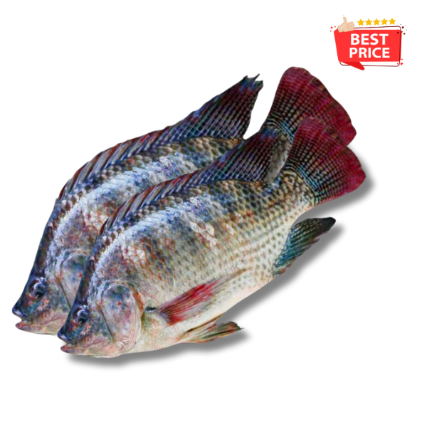 Fresh Korali Fish_0