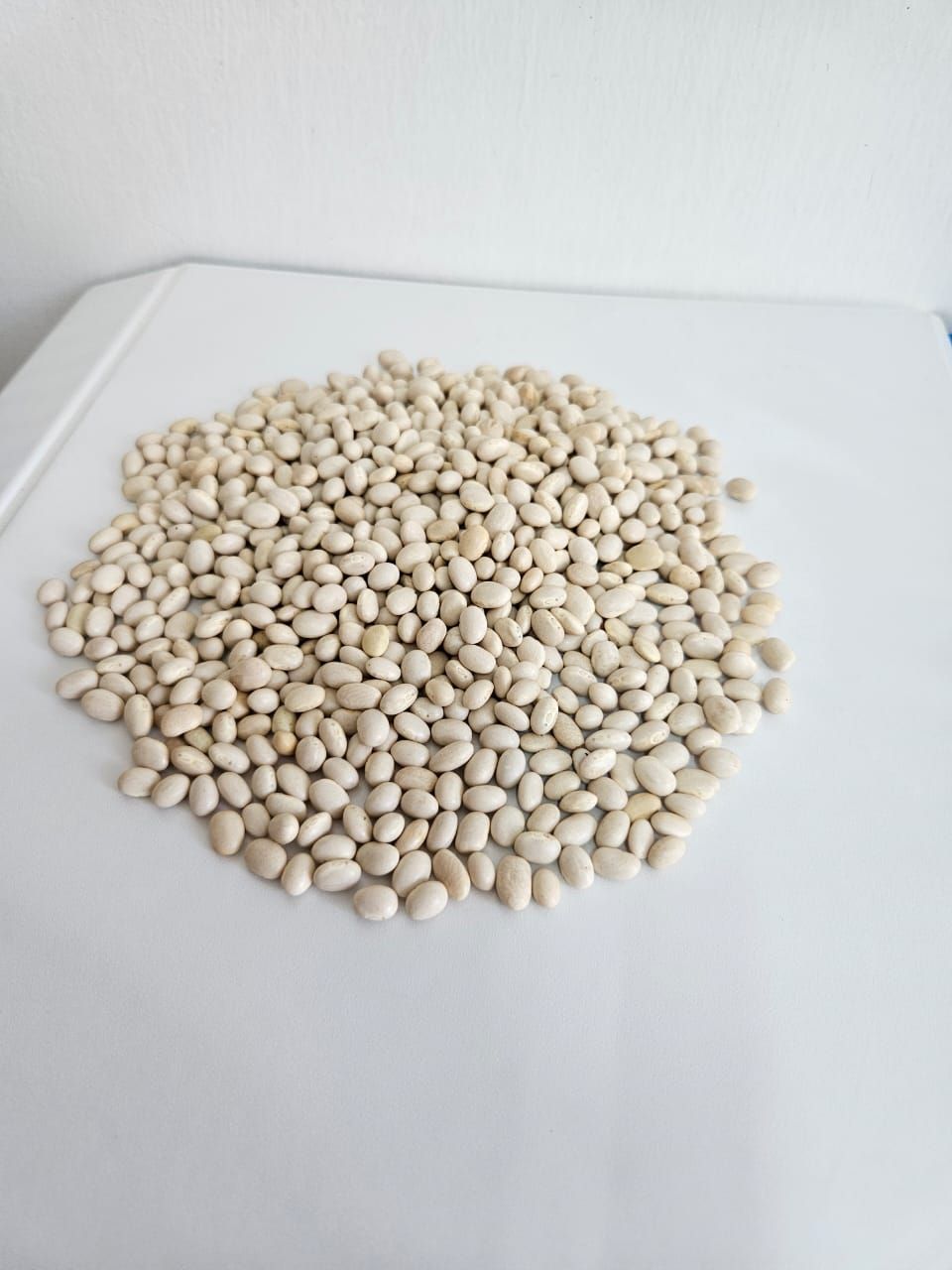 WHITE BEANS_0