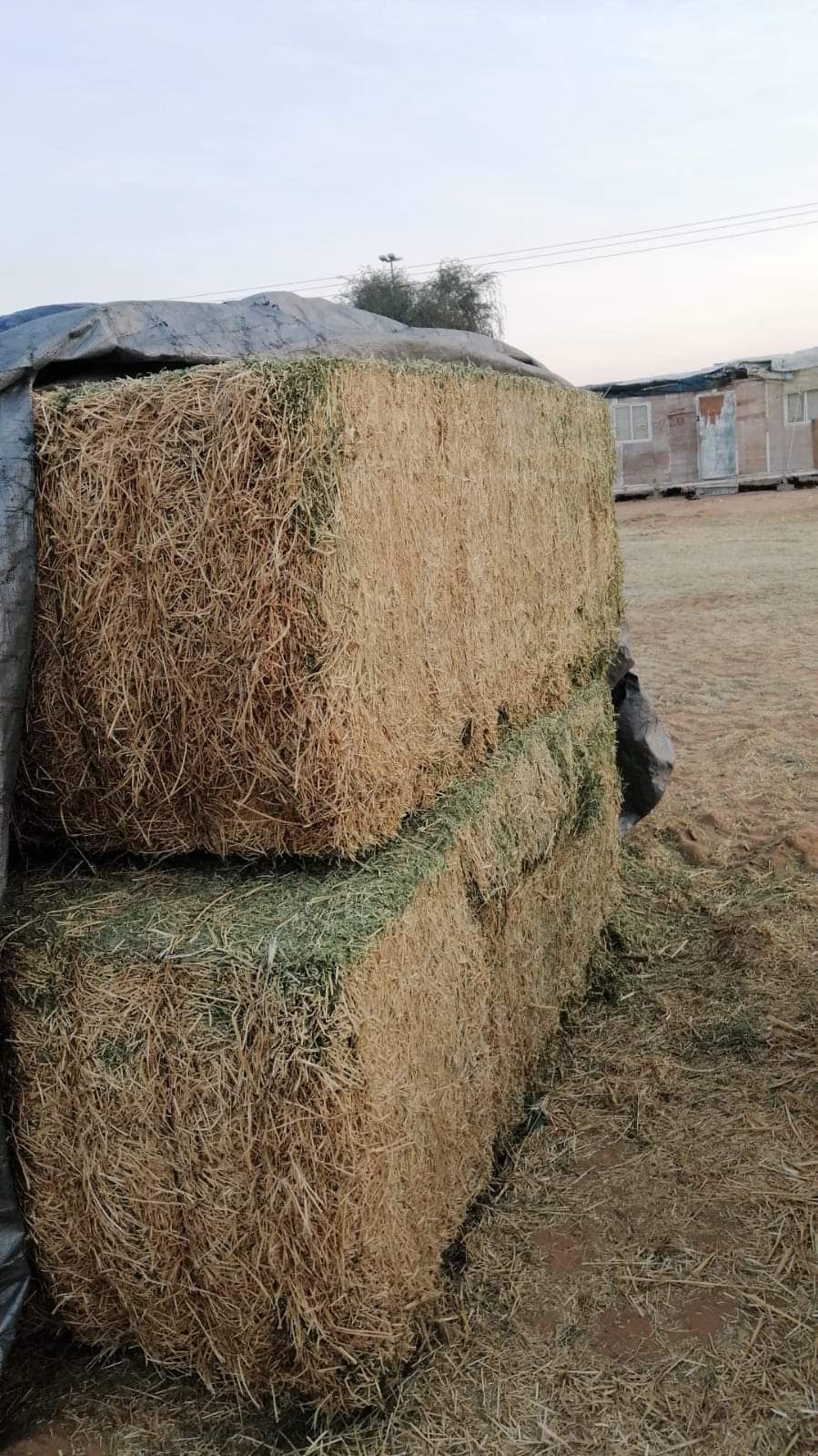 Alfalfa hay U.S.A       جت امریکی_6