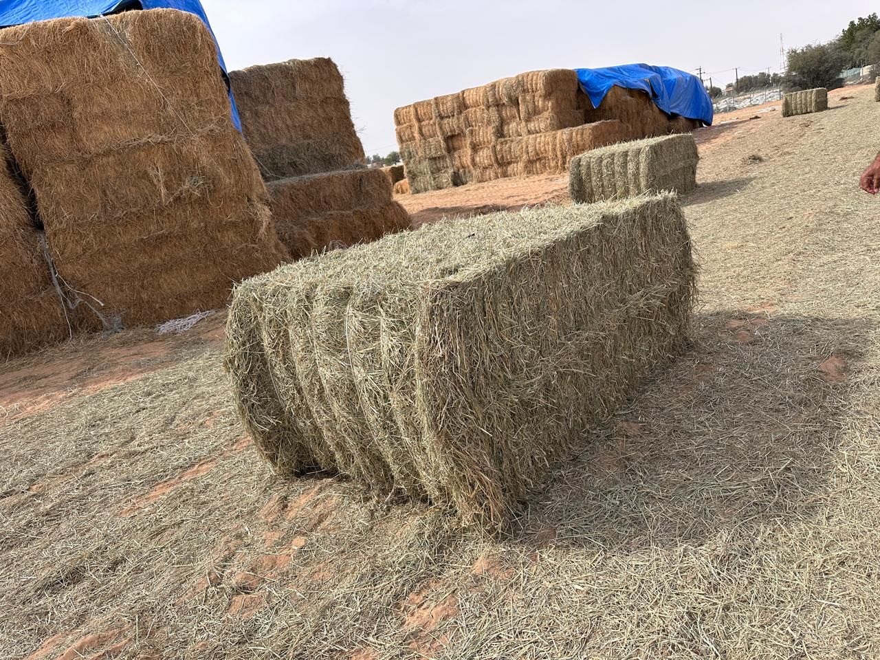 Rhodes grass Pakistan 500 kg رودس الباکستان_1