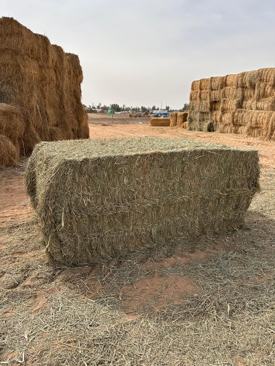 Rhodes grass Pakistan 500 kg رودس الباکستان_4