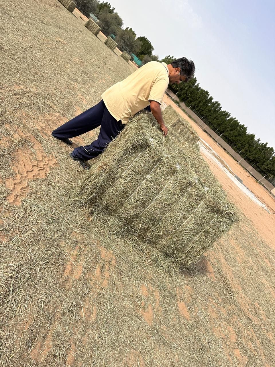 Rhodes grass Pakistan 500 kg رودس الباکستان_3