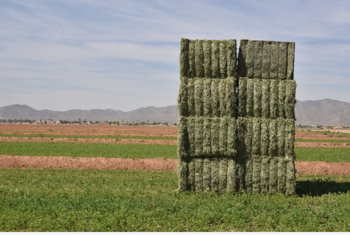 Rhodes grass Pakistan 500 kg رودس الباکستان_0