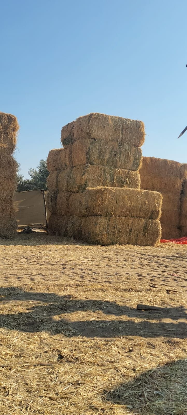 Rhodes grass Pakistan 320 kg رودس الباکستان _2