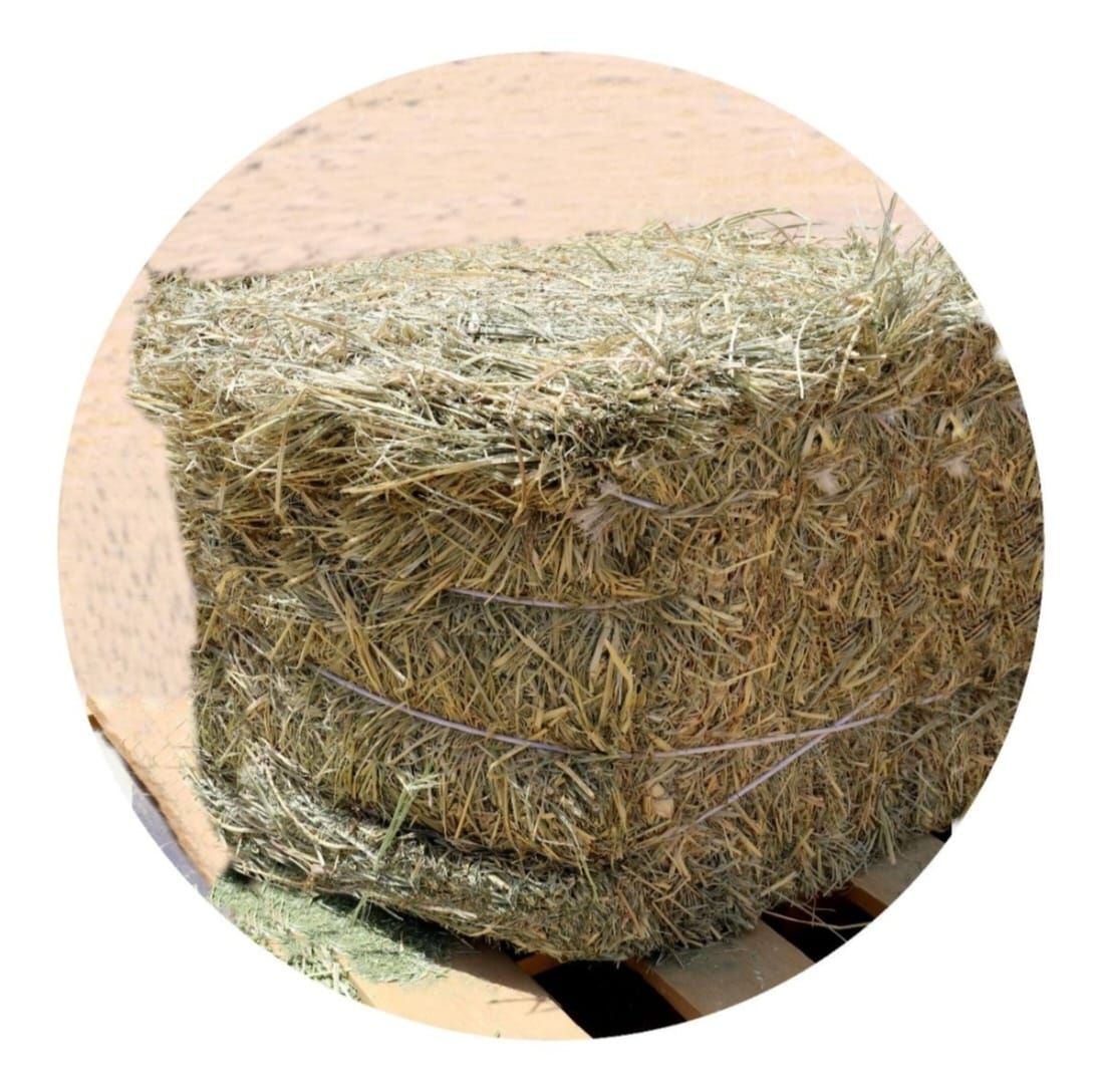 Rhodes grass Pakistan 320 kg رودس الباکستان _5