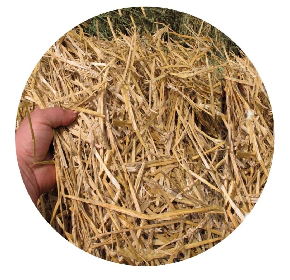 Straw Pakistan 350 kg قش قمعح الباکستان_4