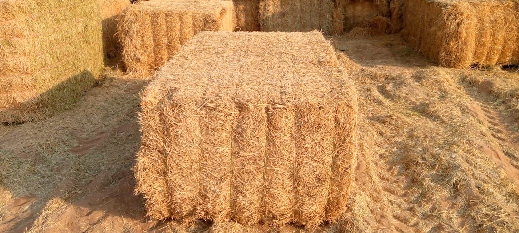 Straw Pakistan 350 kg قش قمعح الباکستان_0