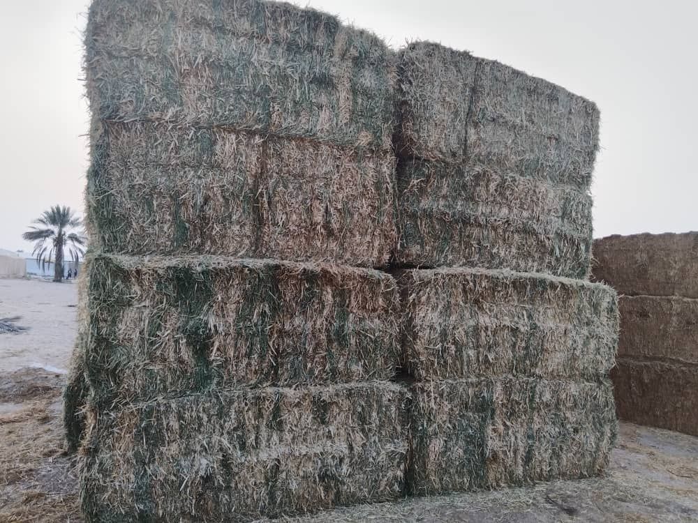 Straw alfa Alfa mix 500 kg جت تبن مخلوط _2