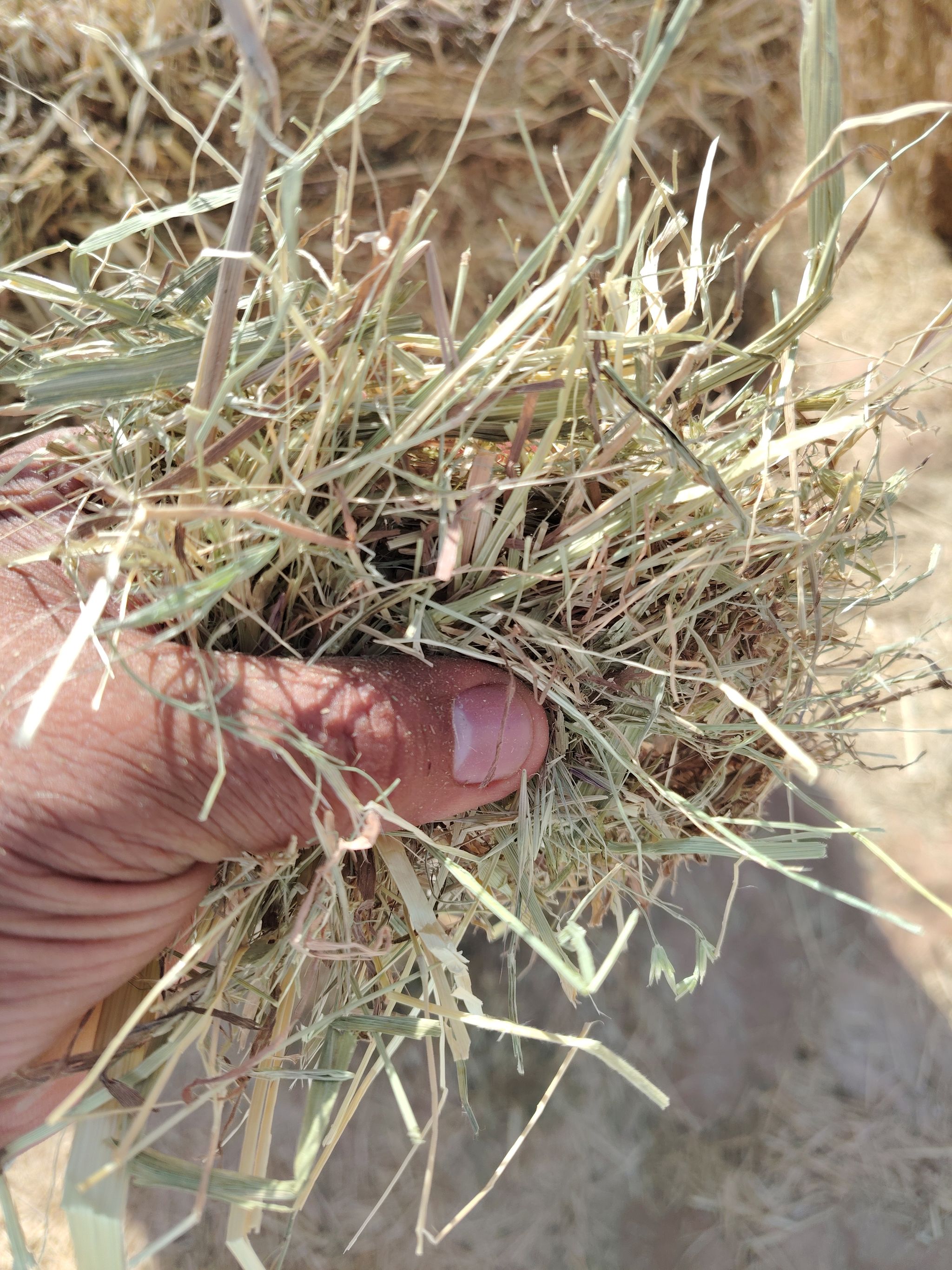 Ryegrass mix grass 750 kg الرای  جراس۔_4