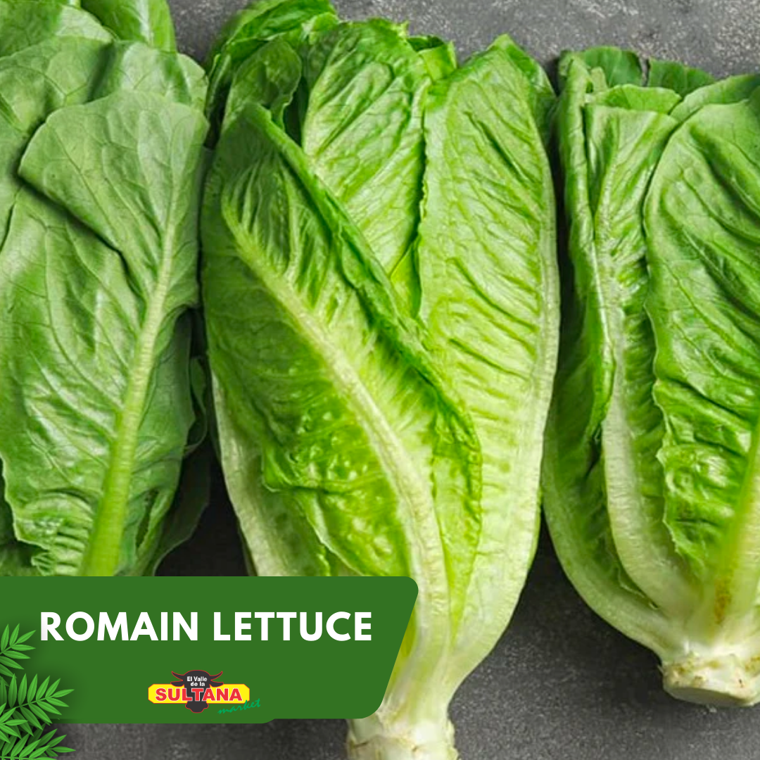 Romain Lettuce_0