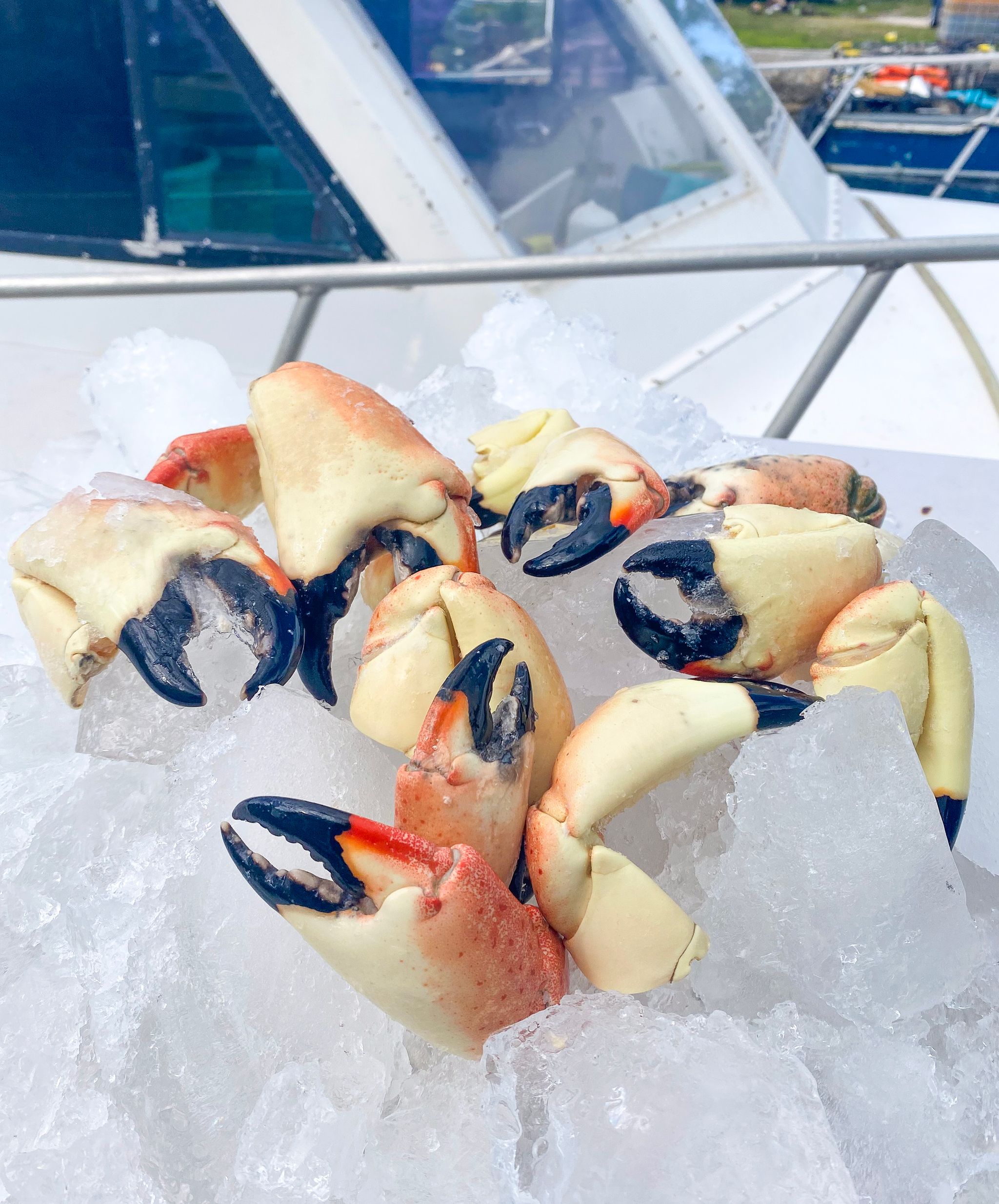 Mixed Stone Crab Claws (5 lbs)_0