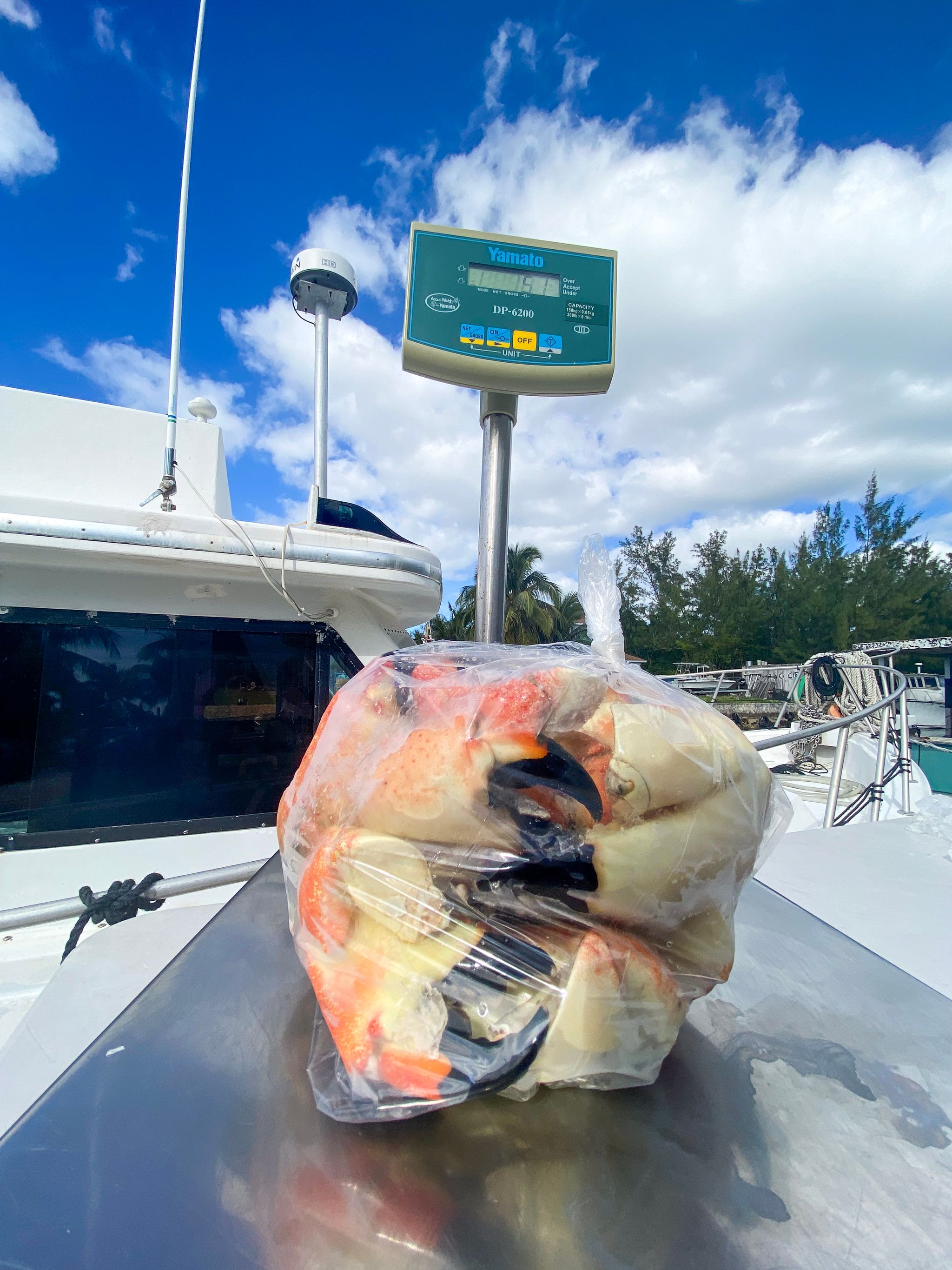 Mixed Stone Crab Claws (5 lbs)_1