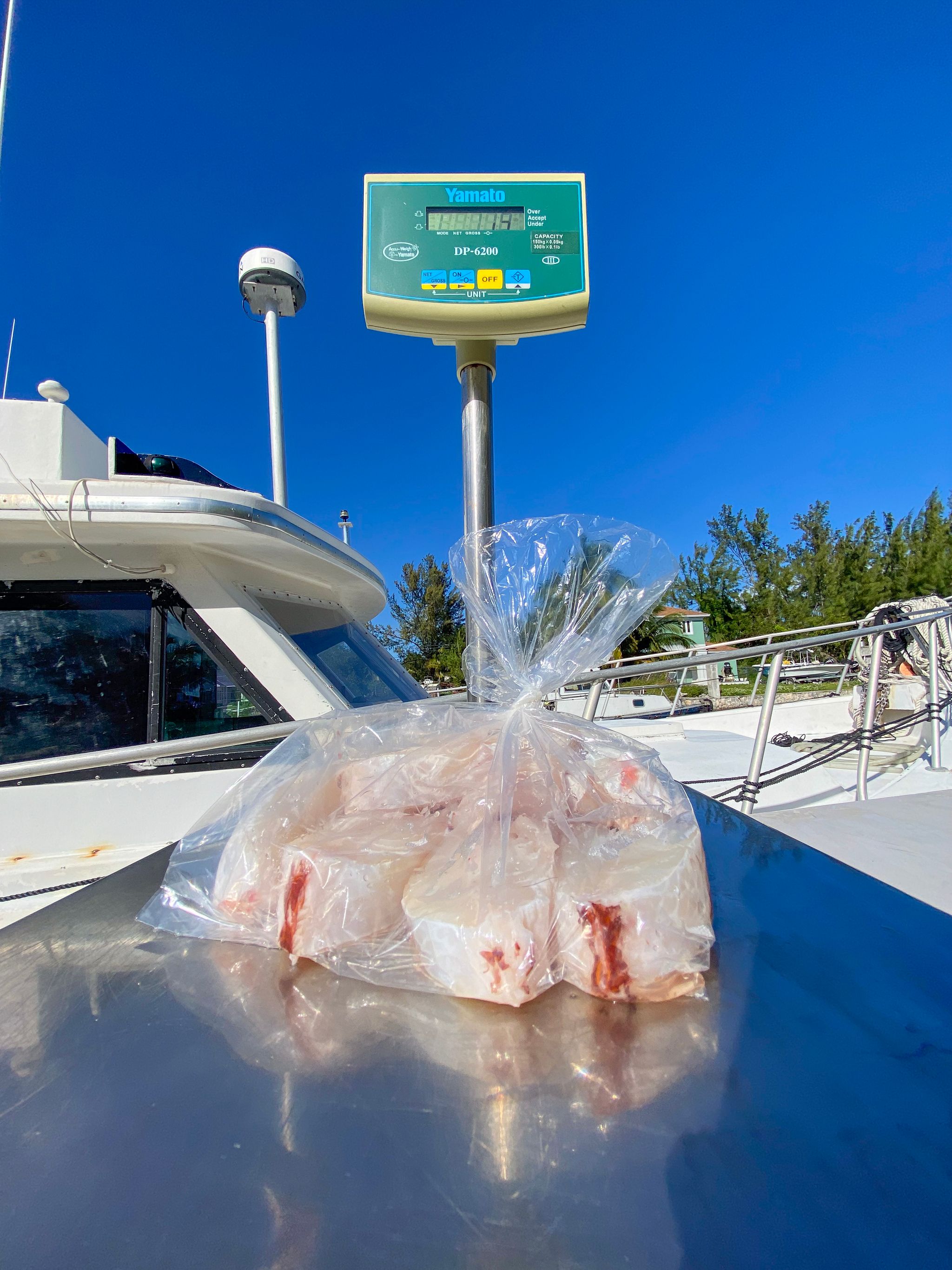 Hog Snapper Steaks (2 lbs)_1