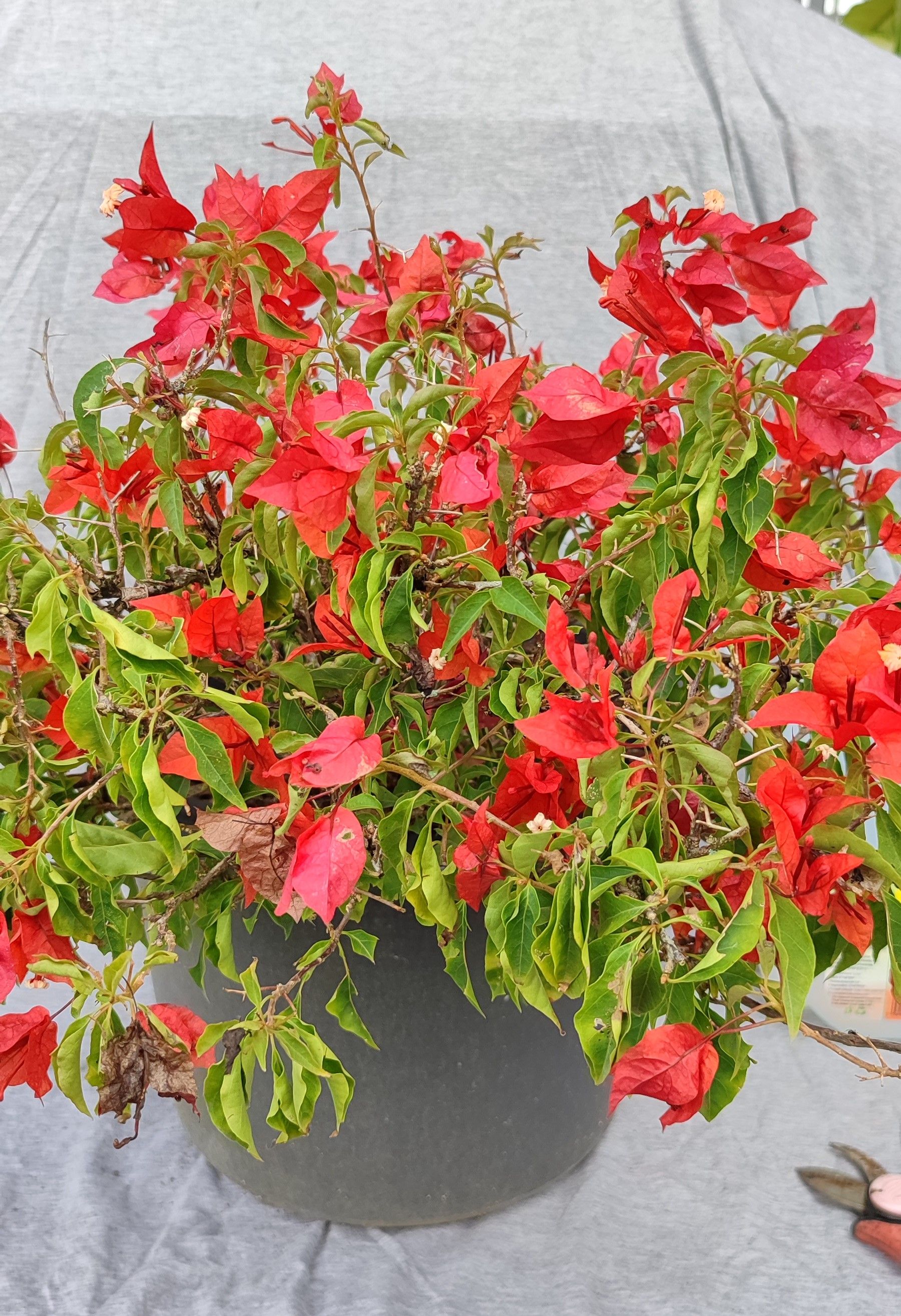 Bougainvillea_0