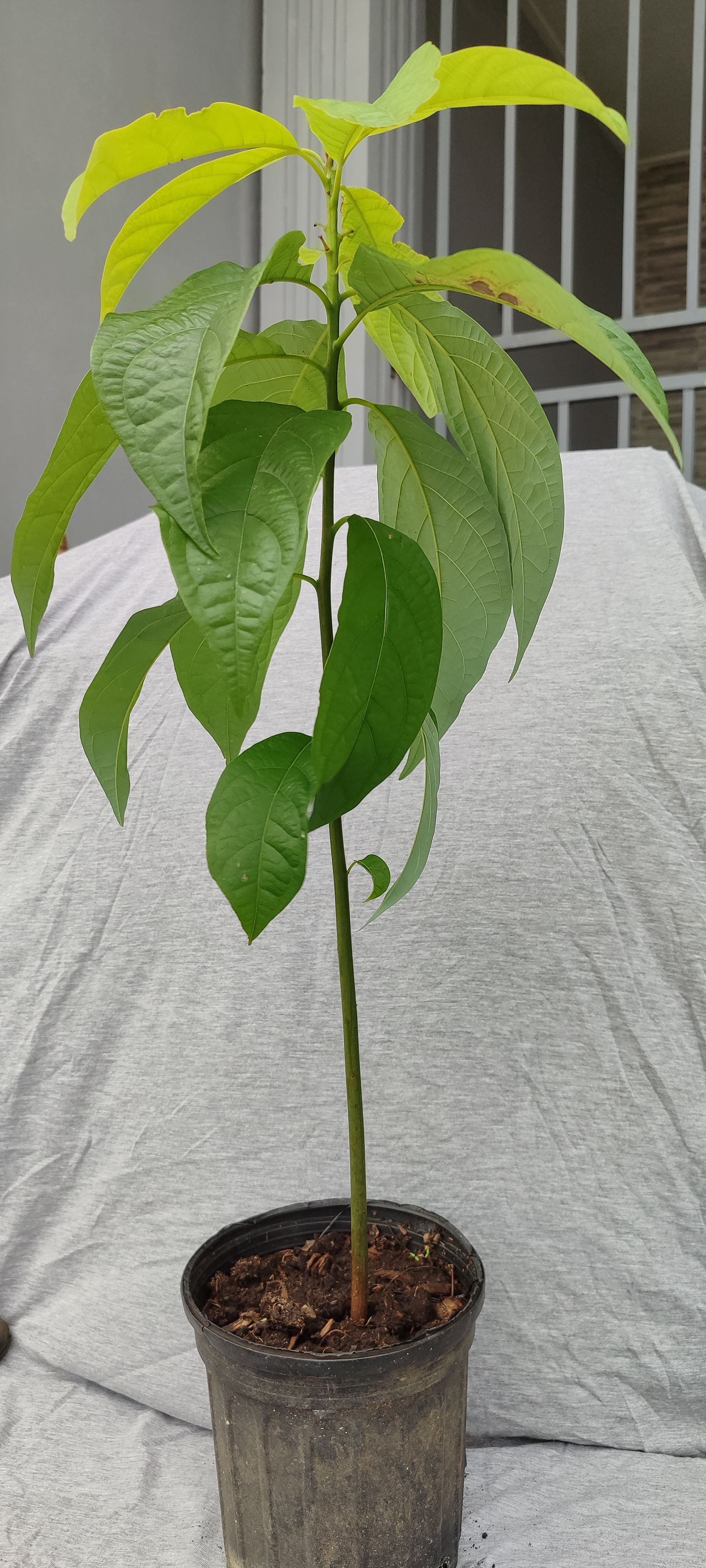 Avocado (zaailing)_0