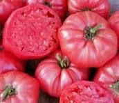 Pink Tomato (TURKIYE)_0